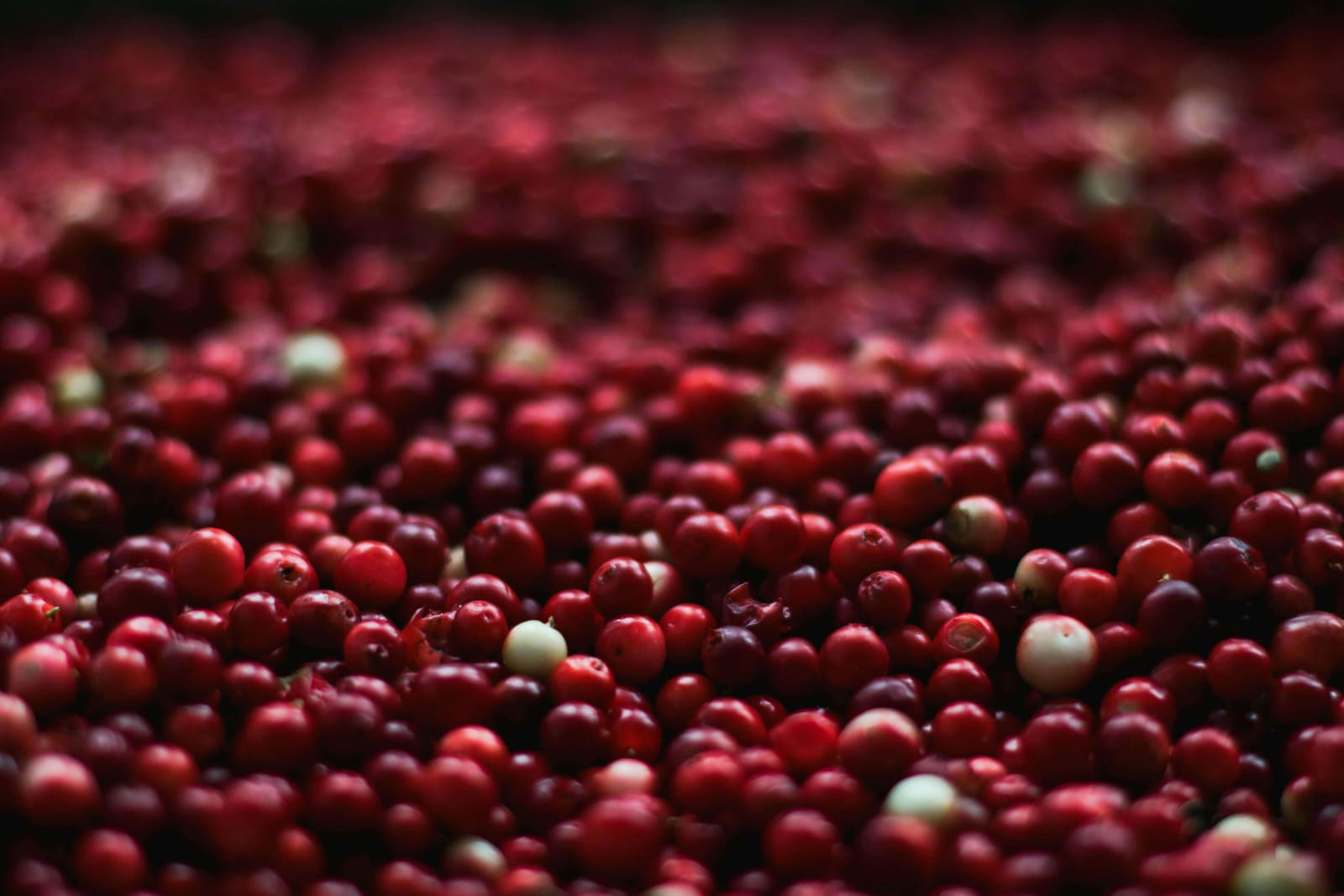 Cranberries: Nature’s Ruby Gem